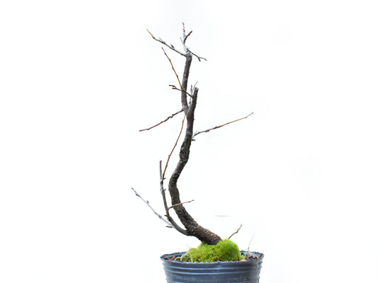 ENDRINO (Prunus Spinosa)