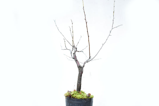 ENDRINO (Prunus Spinosa)