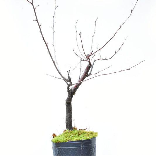 ENDRINO (Prunus Spinosa)