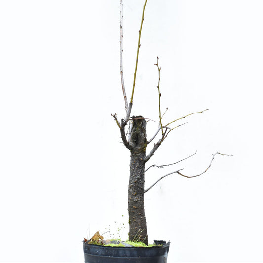 ENDRINO (Prunus Spinosa)