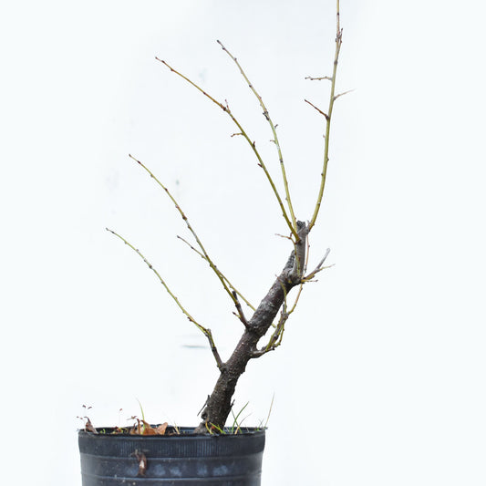 ENDRINO (Prunus Spinosa)