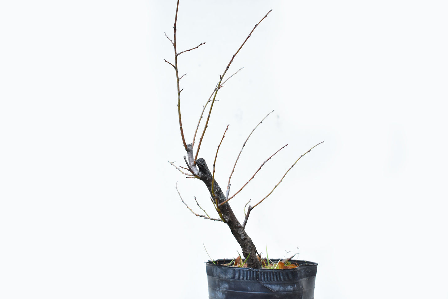 ENDRINO (Prunus Spinosa)
