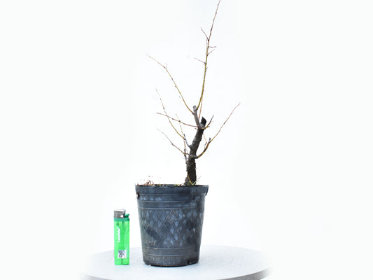ENDRINO (Prunus Spinosa)