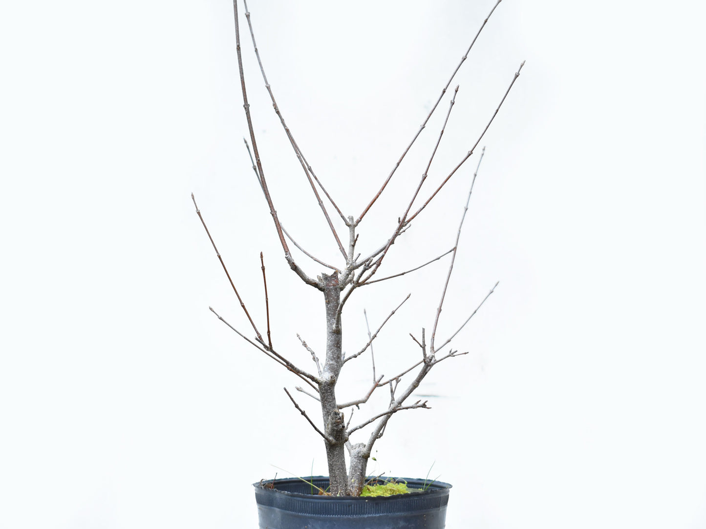 ARCE TRIDENTADO (Acer Buergerianum)