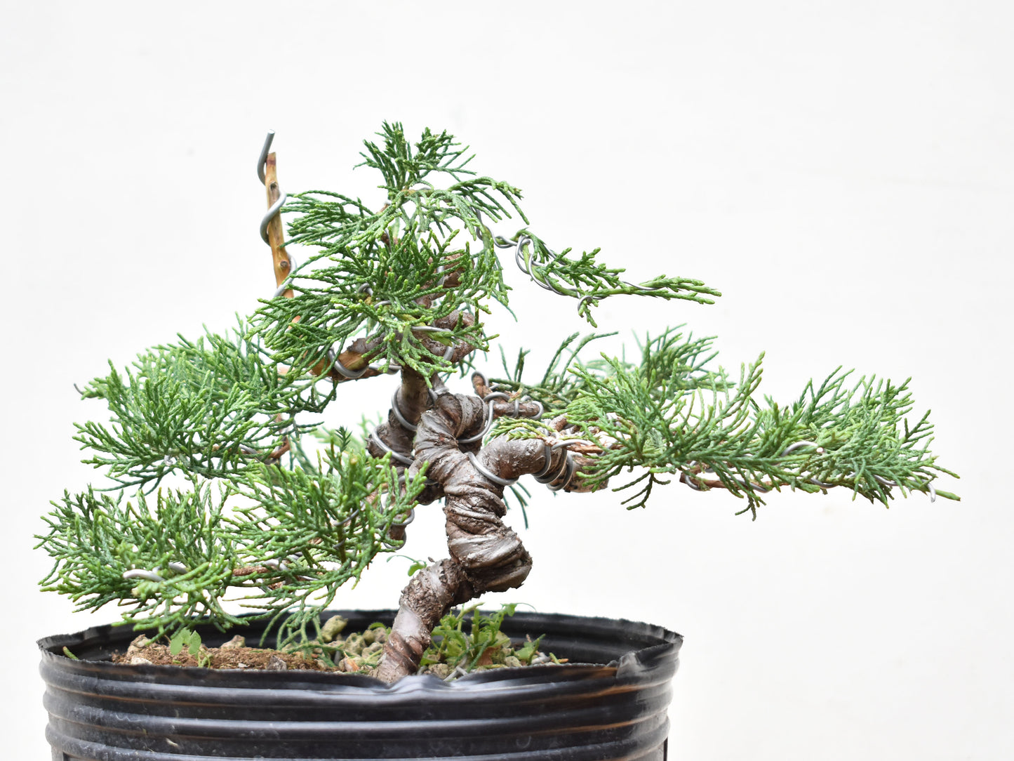 ENEBRO CHINO (Juniperus Chinensis)