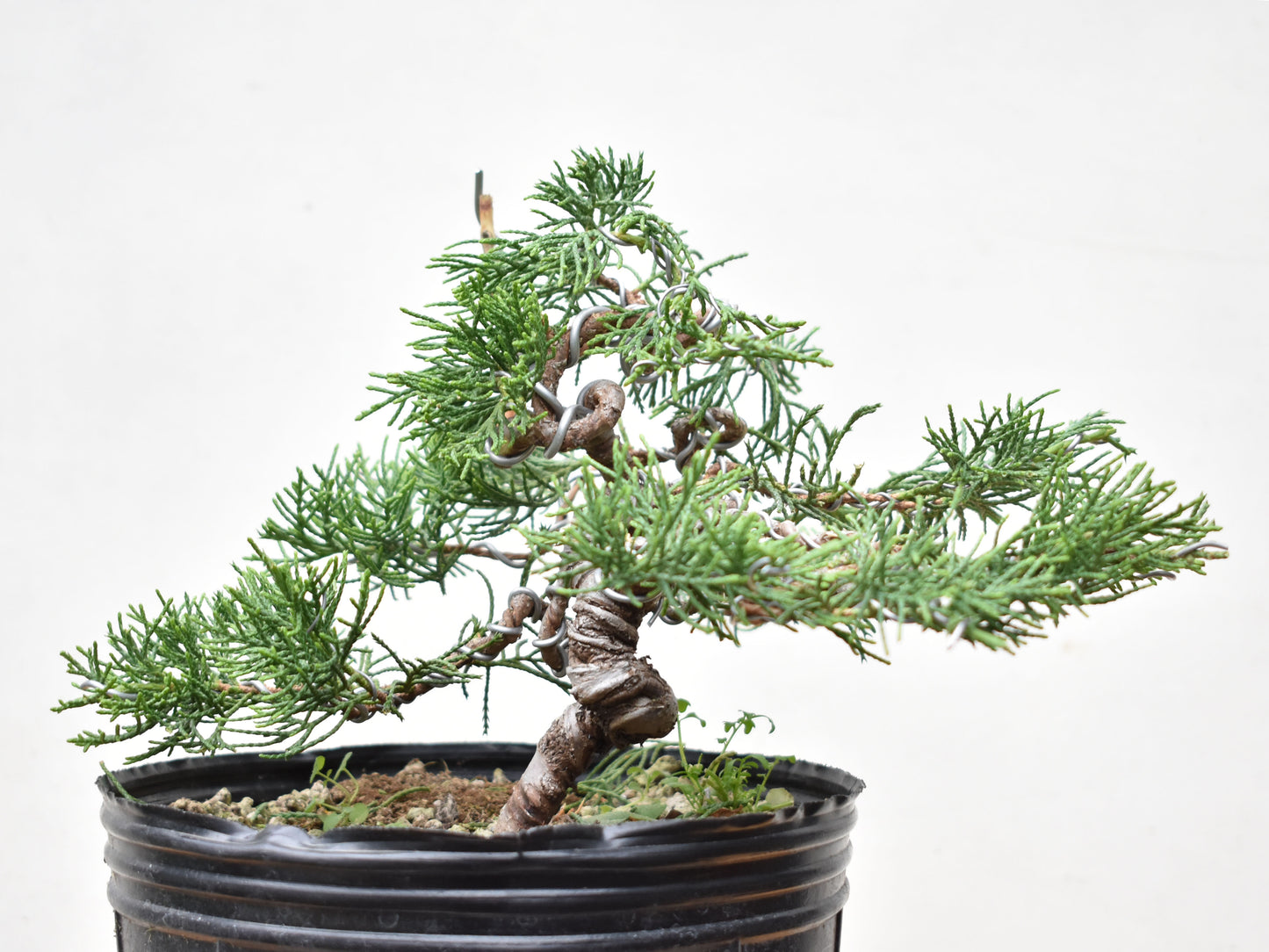 ENEBRO CHINO (Juniperus Chinensis)