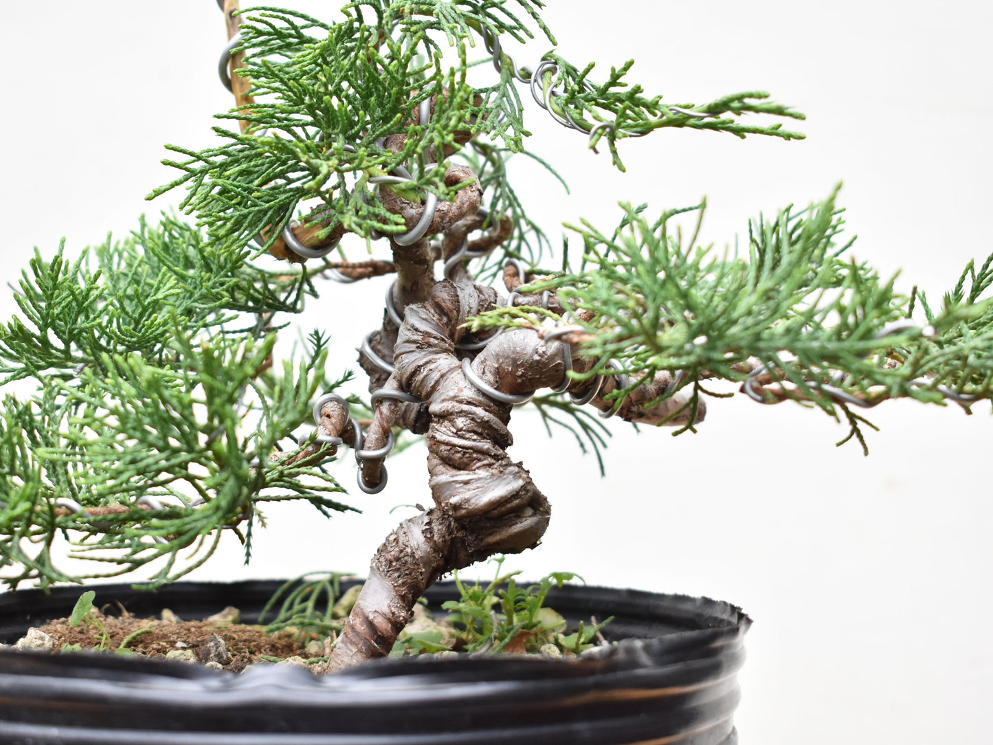 ENEBRO CHINO (Juniperus Chinensis)