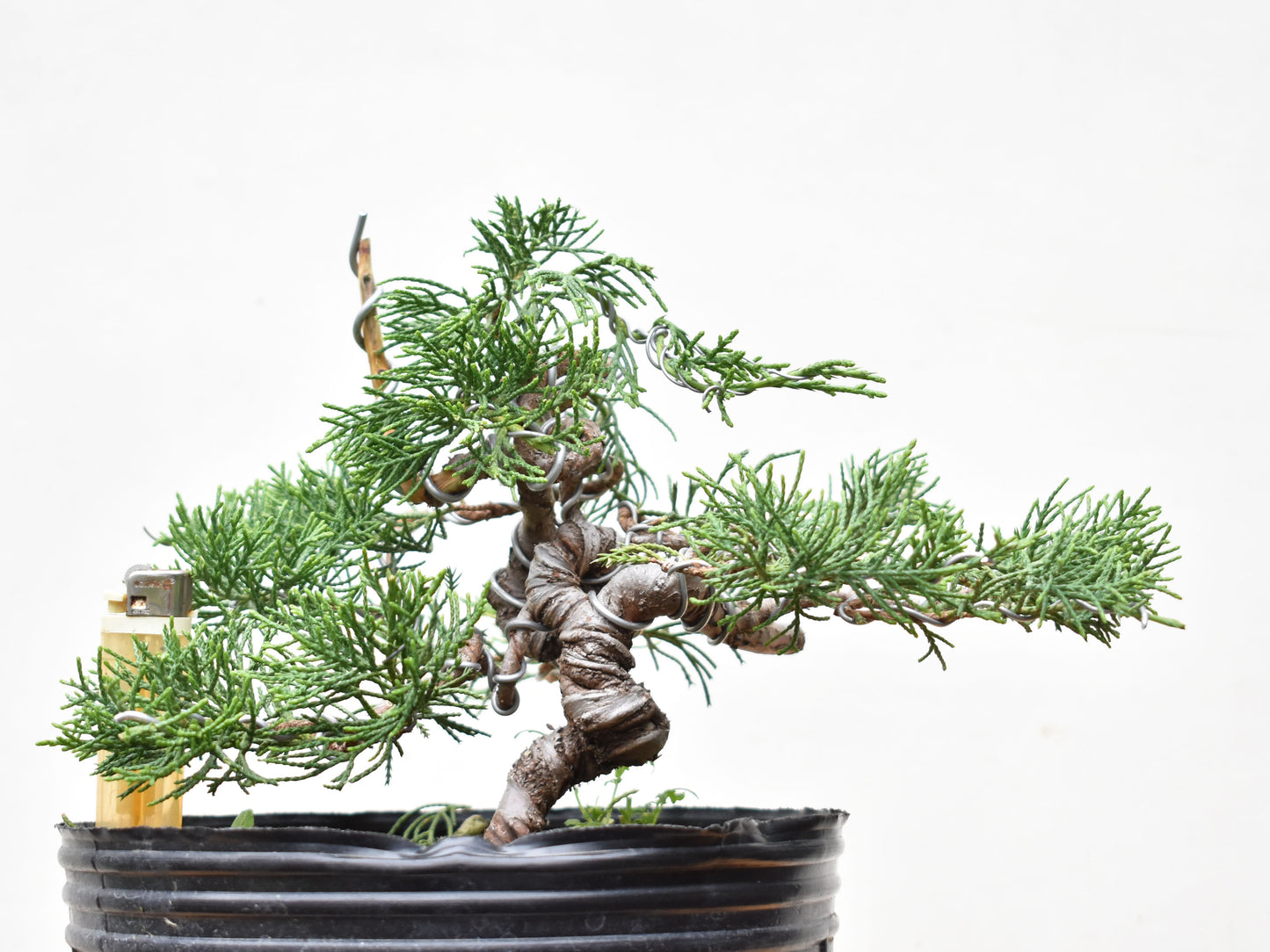 ENEBRO CHINO (Juniperus Chinensis)