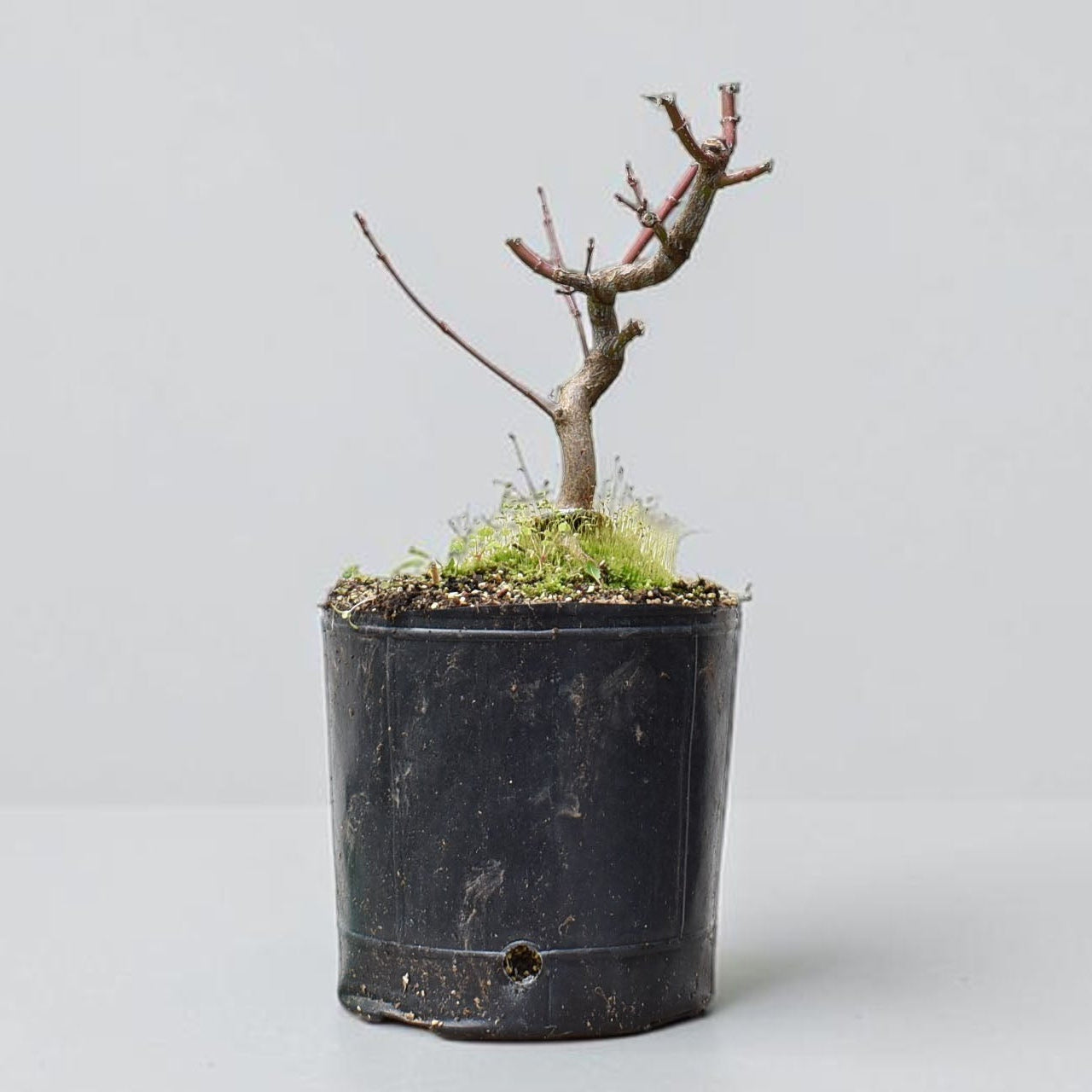 ARCE JAPONES (Acer Palmatum)