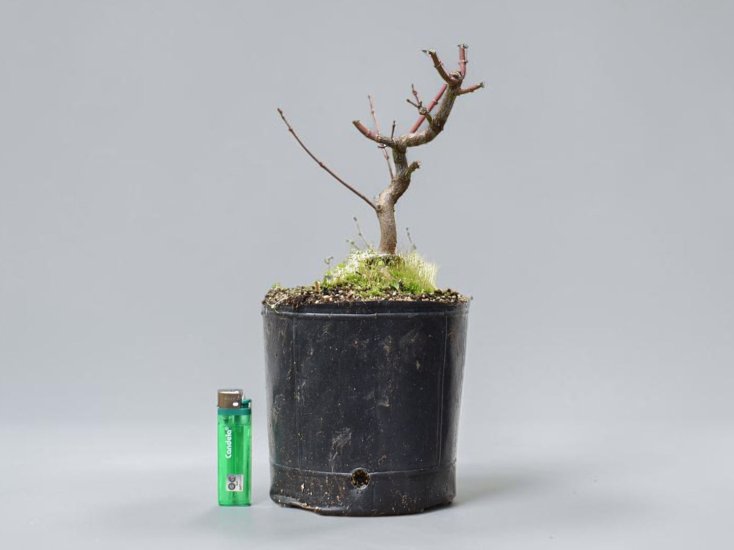 ARCE JAPONES (Acer Palmatum)