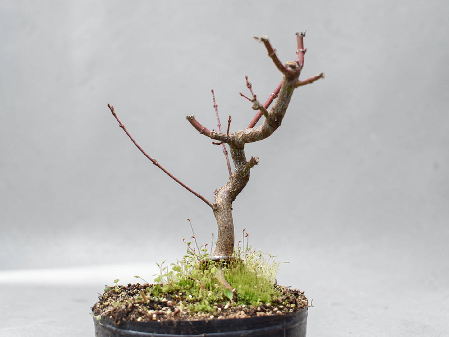 ARCE JAPONES (Acer Palmatum)