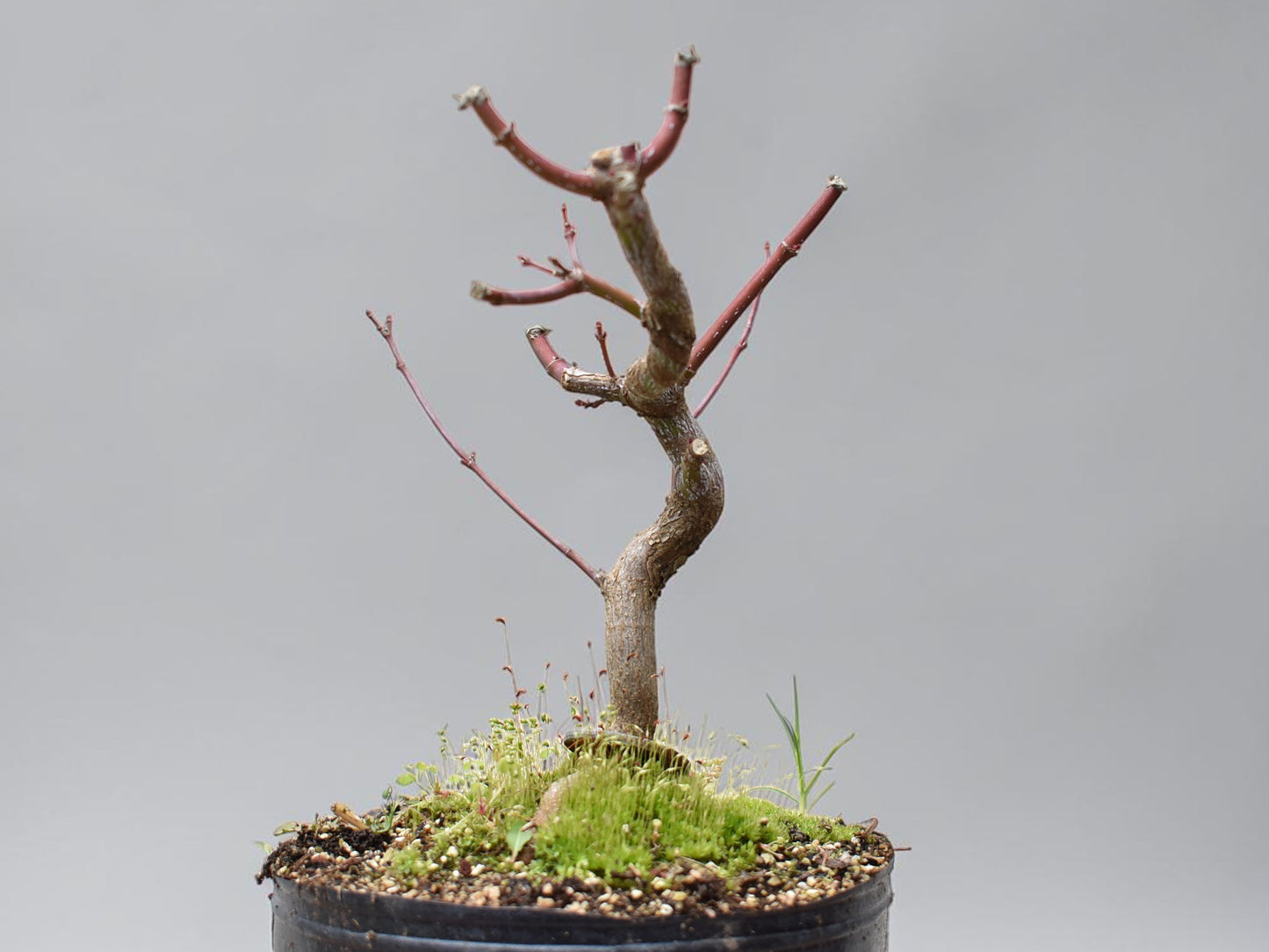 ARCE JAPONES (Acer Palmatum)