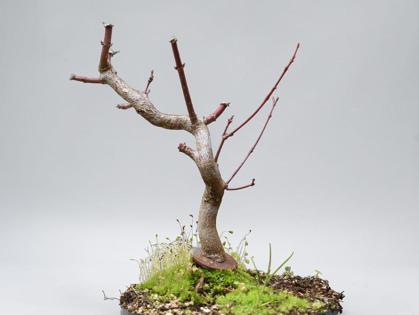 ARCE JAPONES (Acer Palmatum)