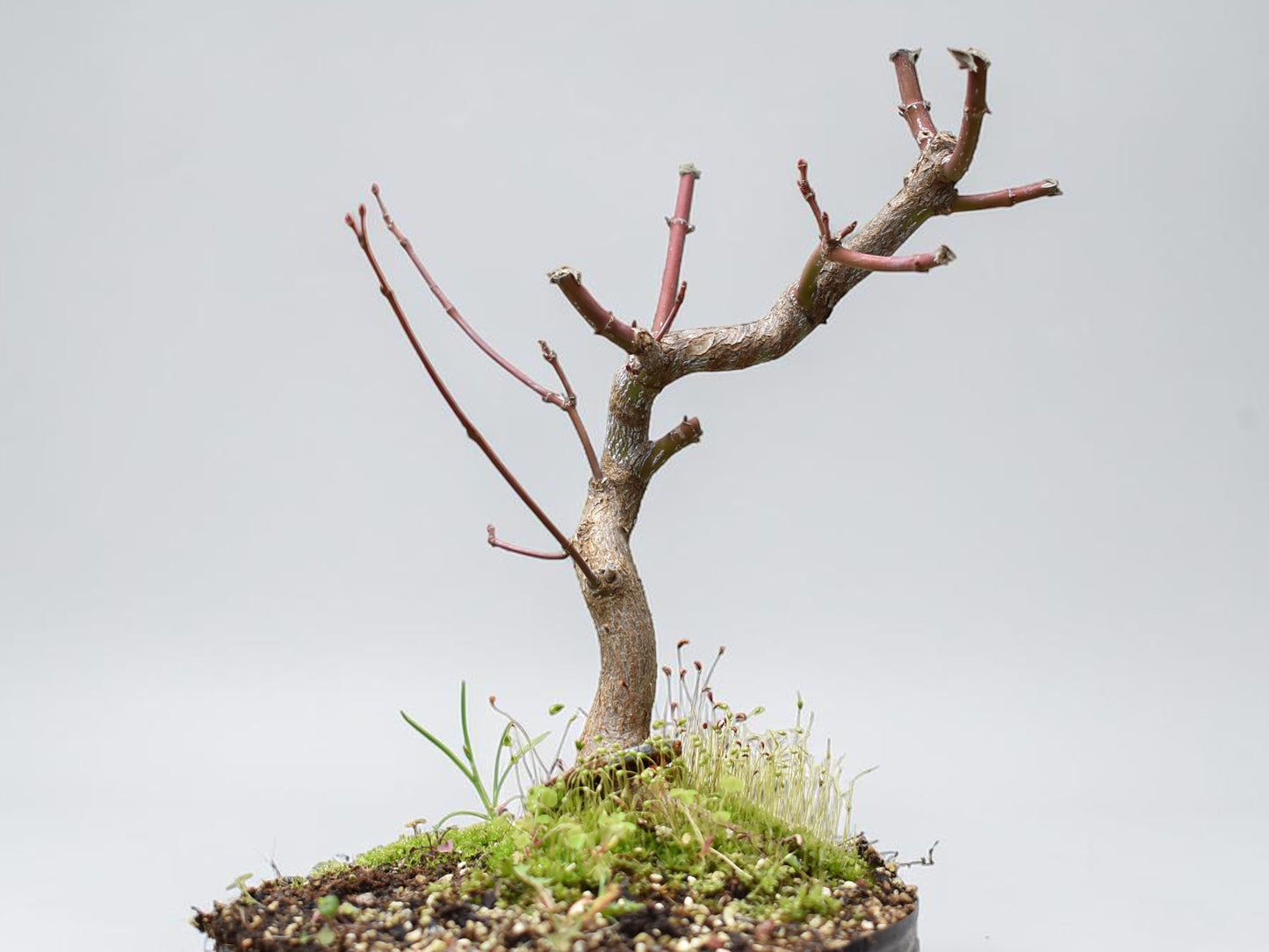 ARCE JAPONES (Acer Palmatum)