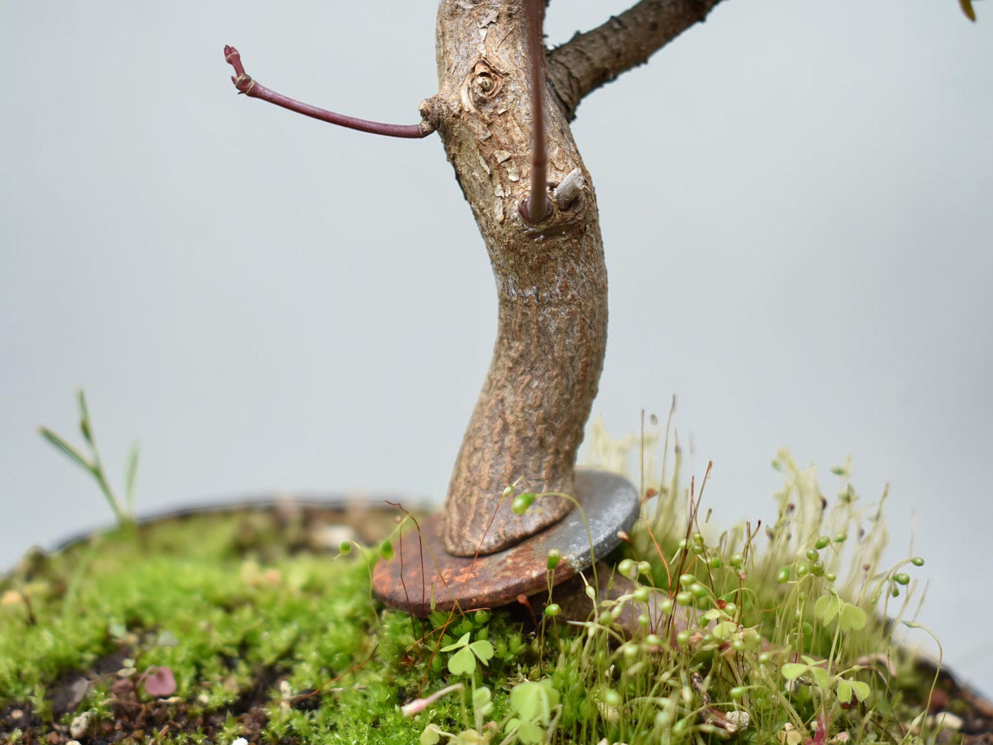 ARCE JAPONES (Acer Palmatum)