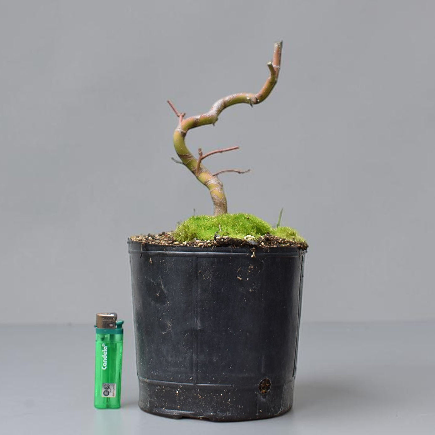 ARCE JAPONES (Acer Palmatum)
