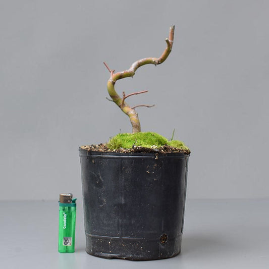 ARCE JAPONES (Acer Palmatum)