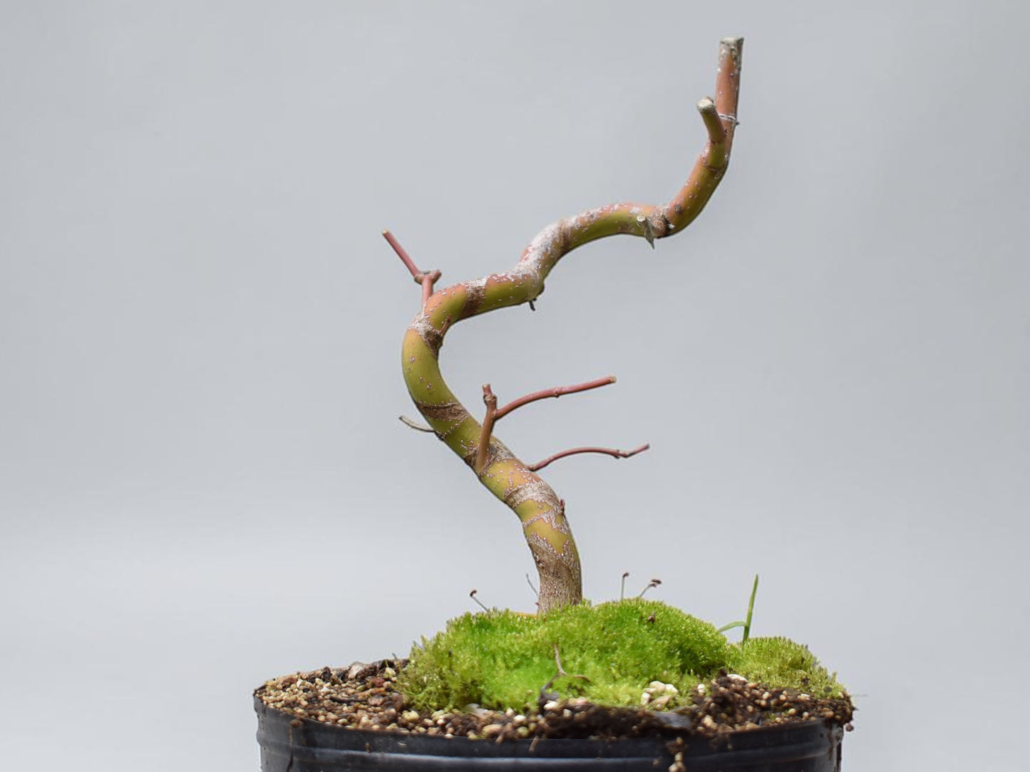 ARCE JAPONES (Acer Palmatum)