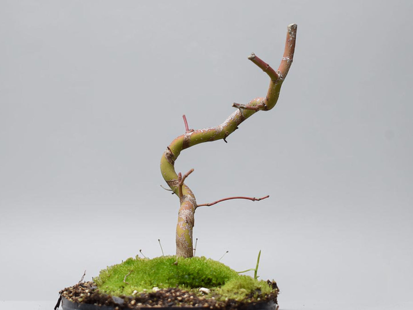 ARCE JAPONES (Acer Palmatum)