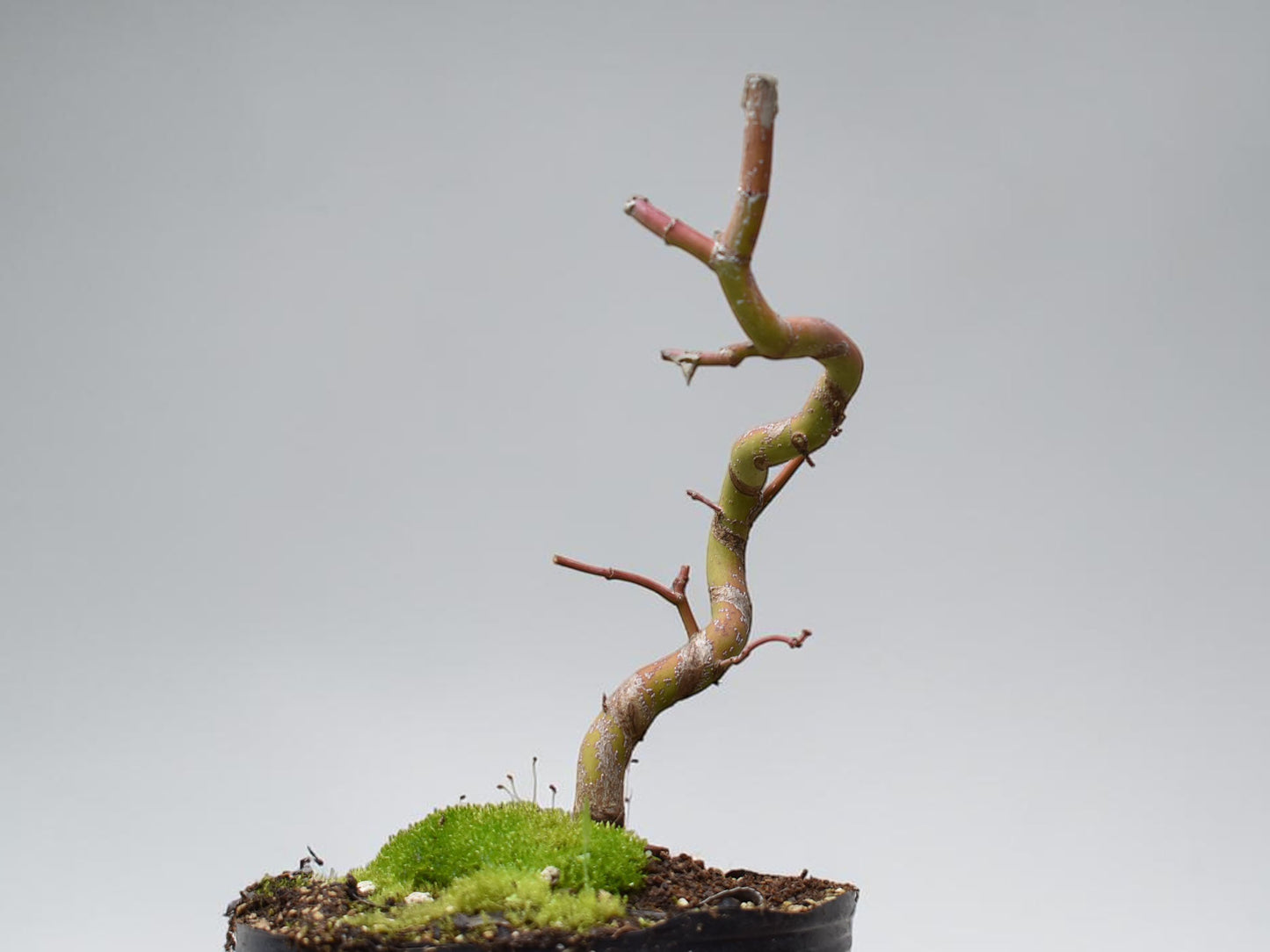 ARCE JAPONES (Acer Palmatum)