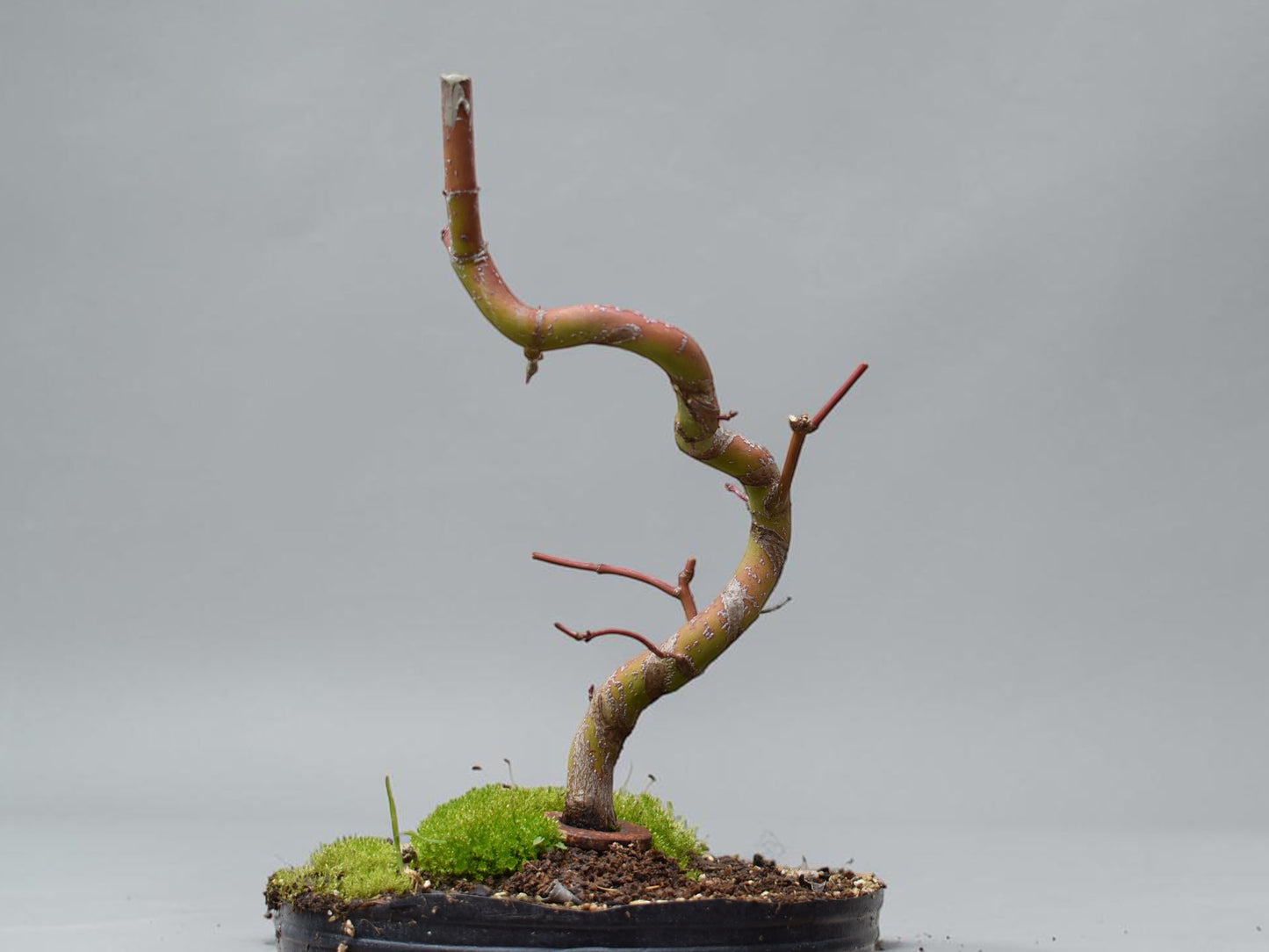 ARCE JAPONES (Acer Palmatum)