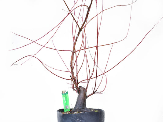 BASE DE ARCE JAPONES (Acer Palmatum)