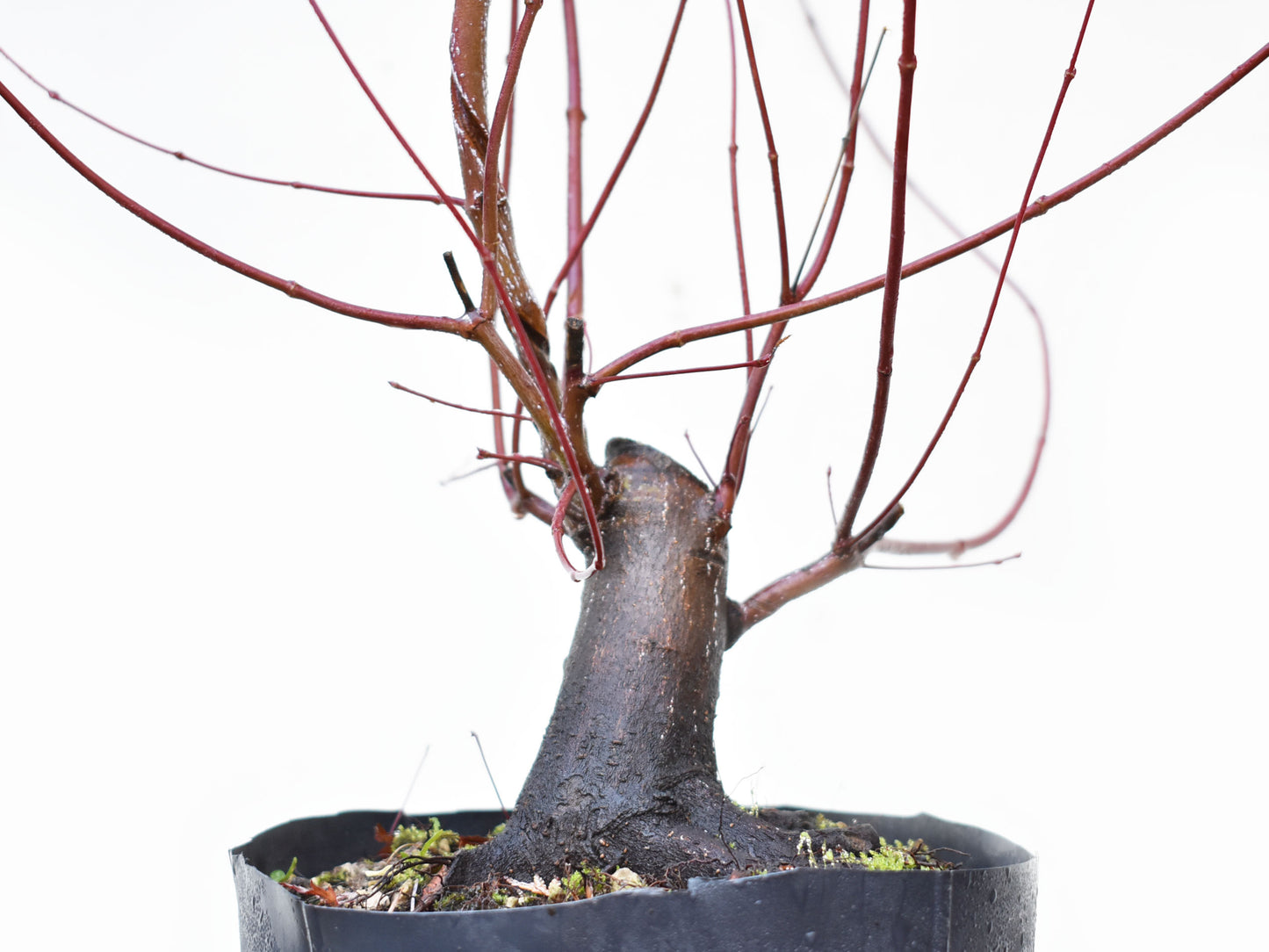 BASE DE ARCE JAPONES (Acer Palmatum)