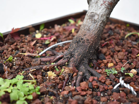 ARCE JAPONES (Acer Palmatum)