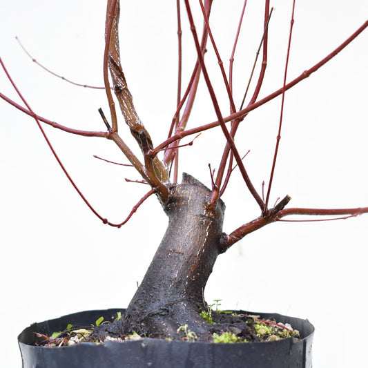 BASE DE ARCE JAPONES (Acer Palmatum)