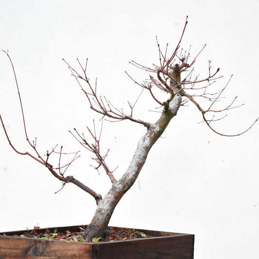 ARCE JAPONES (Acer Palmatum)