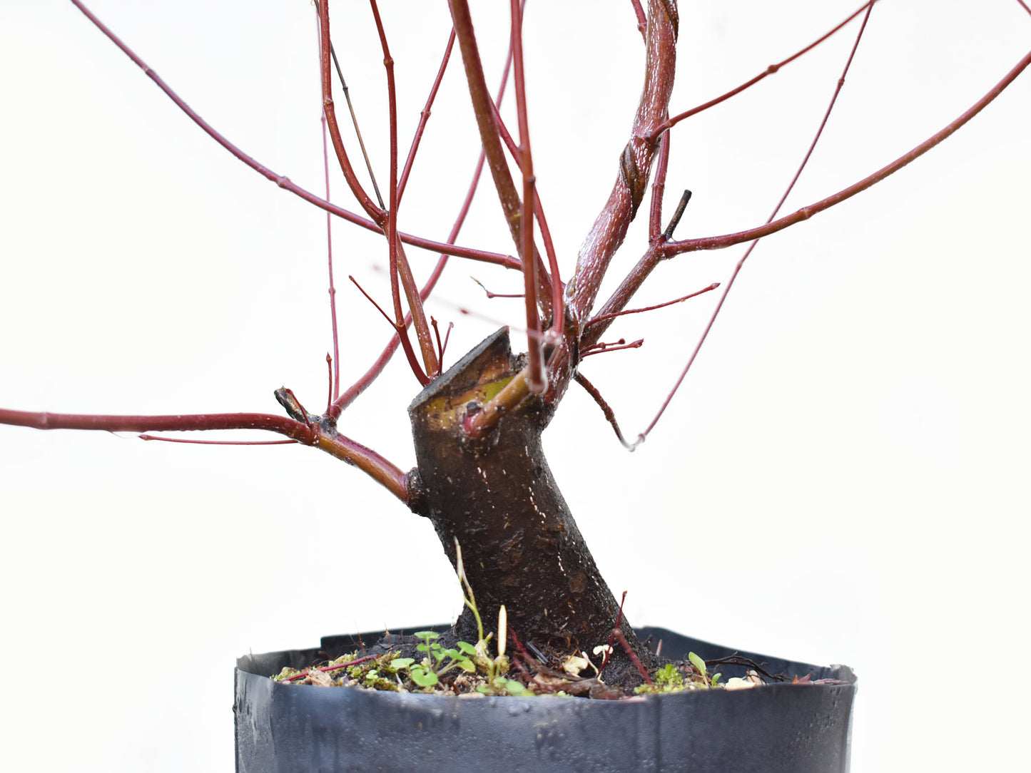 BASE DE ARCE JAPONES (Acer Palmatum)