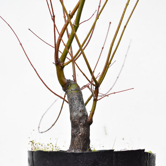 BASE DE ARCE JAPONES (Acer Palmatum)