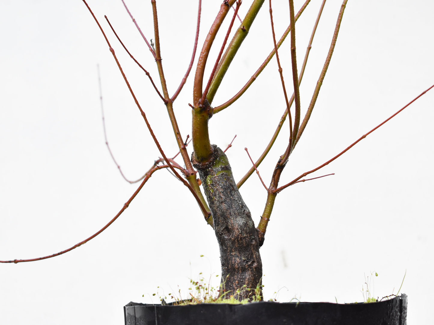 BASE DE ARCE JAPONES (Acer Palmatum)