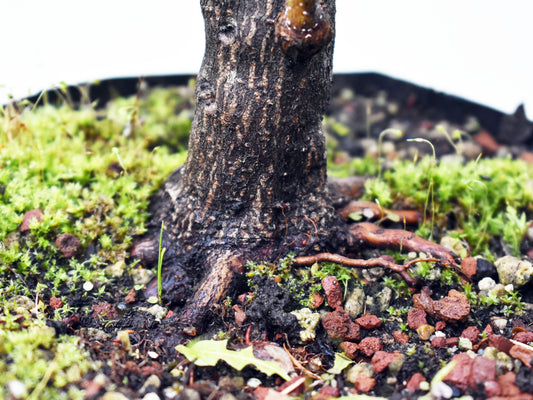 BASE DE ARCE JAPONES (Acer Palmatum)