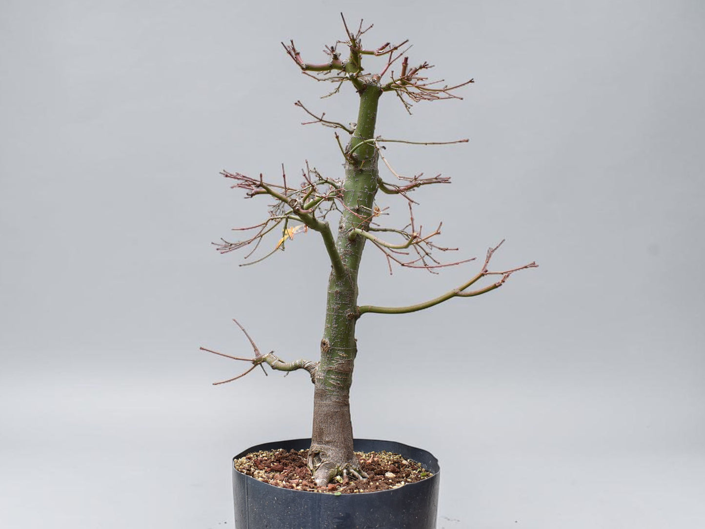 ARCE JAPONES (Acer Palmatum)