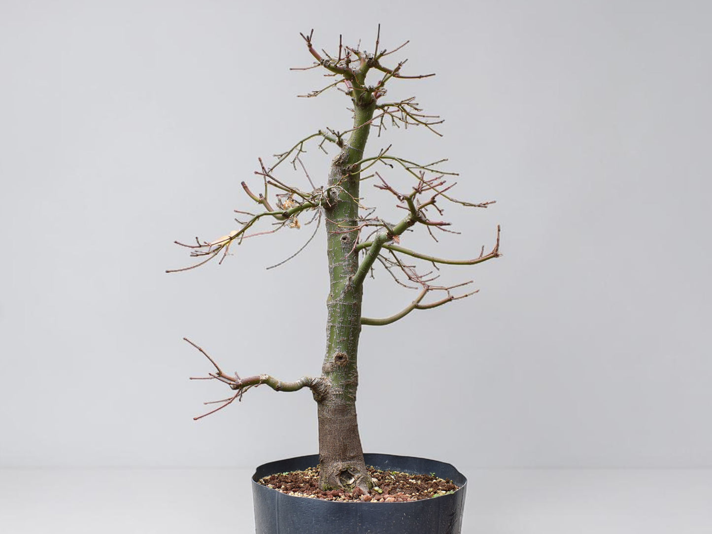 ARCE JAPONES (Acer Palmatum)