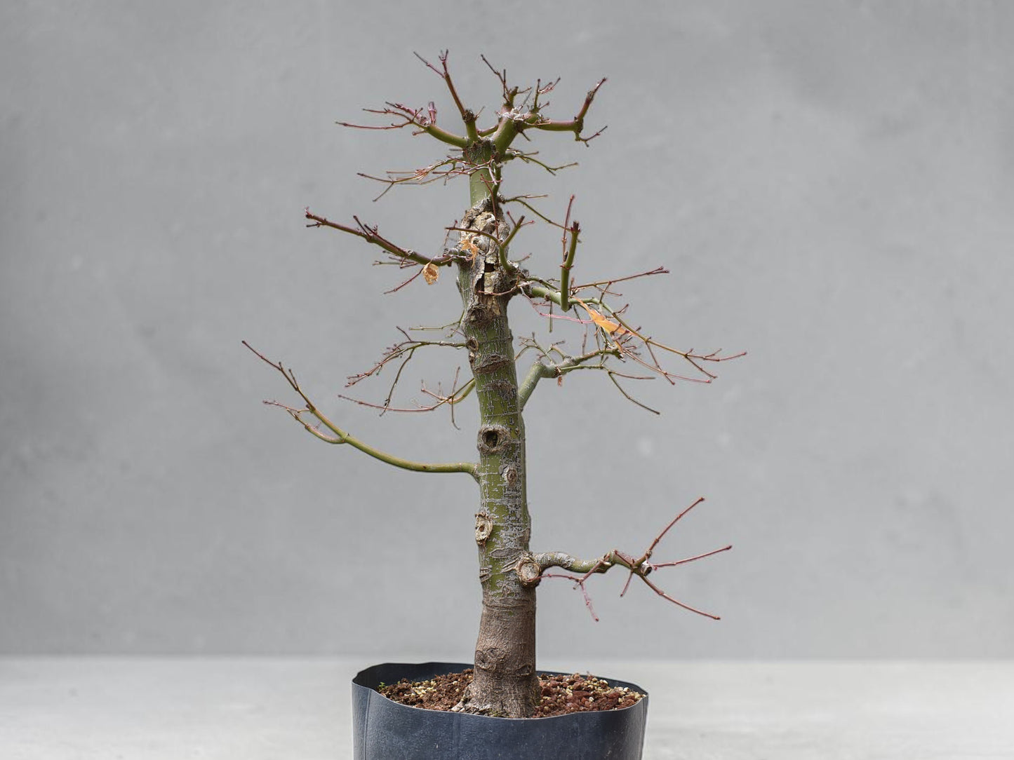 ARCE JAPONES (Acer Palmatum)