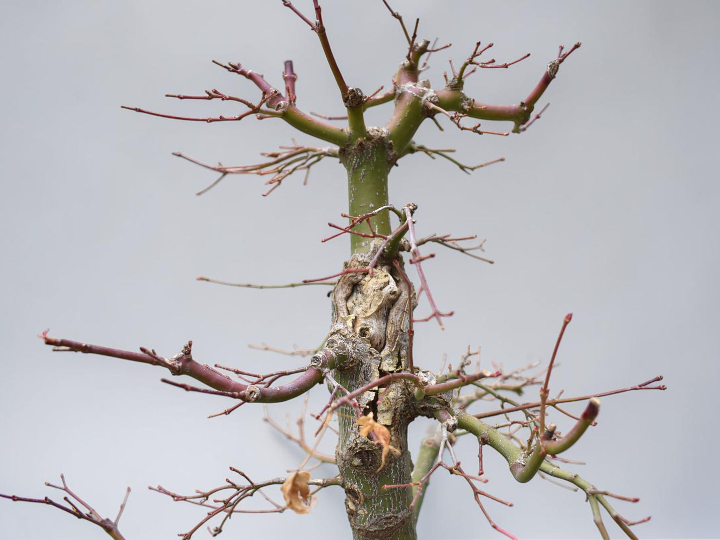 ARCE JAPONES (Acer Palmatum)