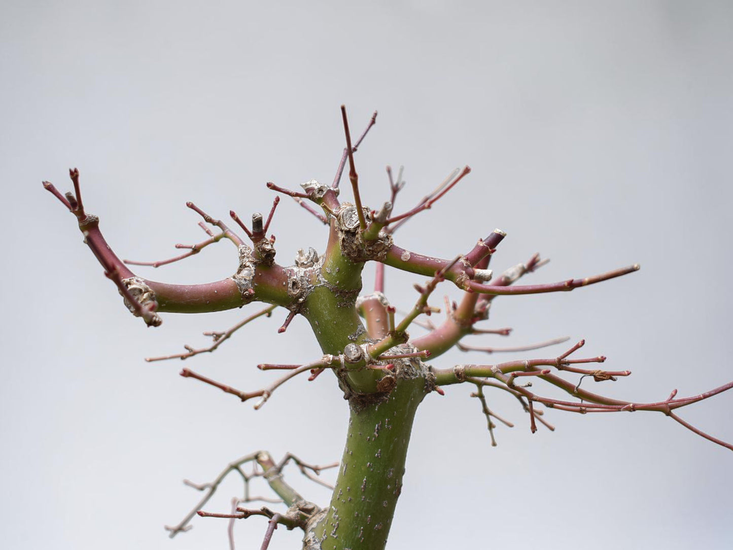ARCE JAPONES (Acer Palmatum)