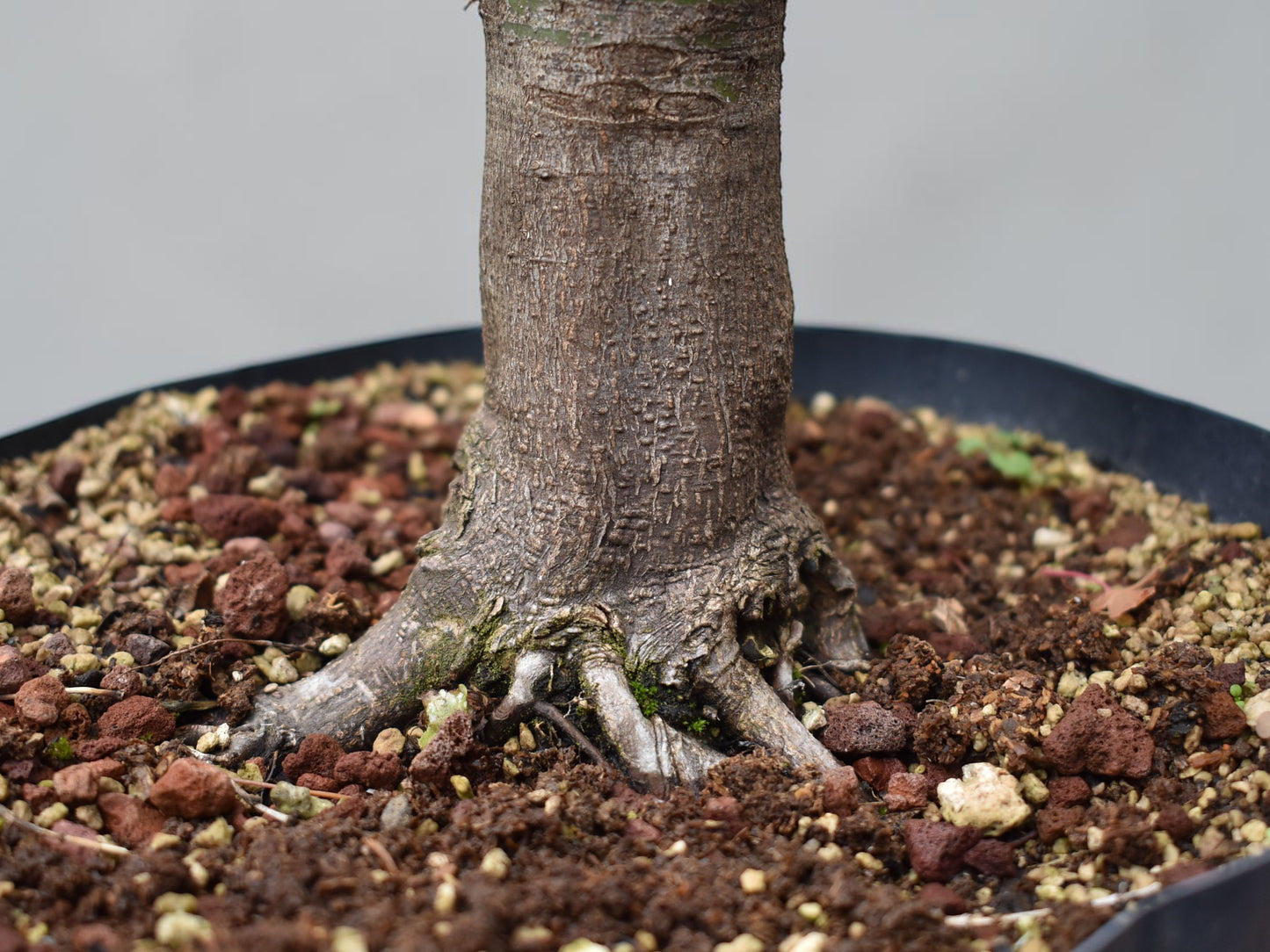 ARCE JAPONES (Acer Palmatum)