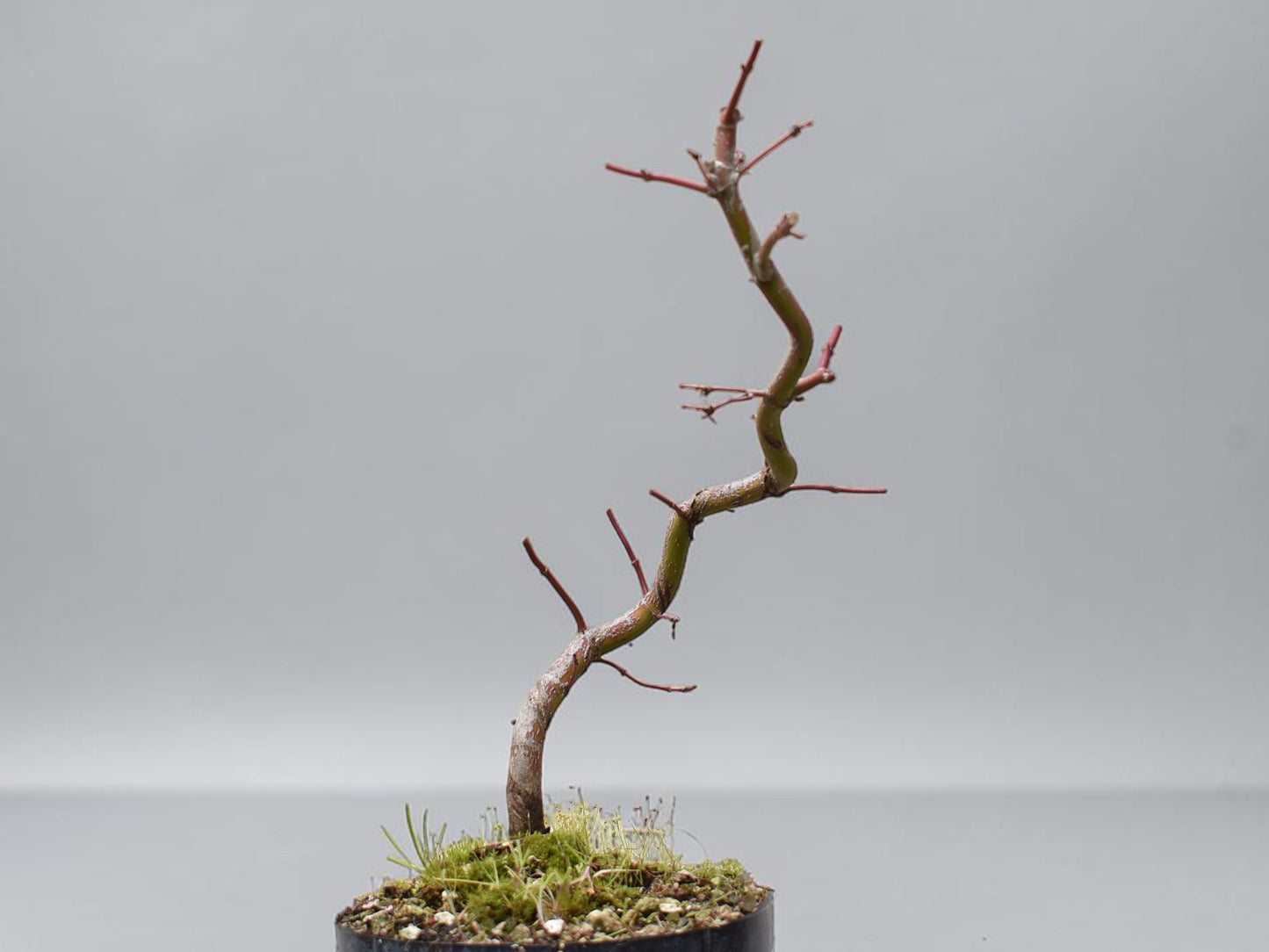 ARCE JAPONES (Acer Palmatum)
