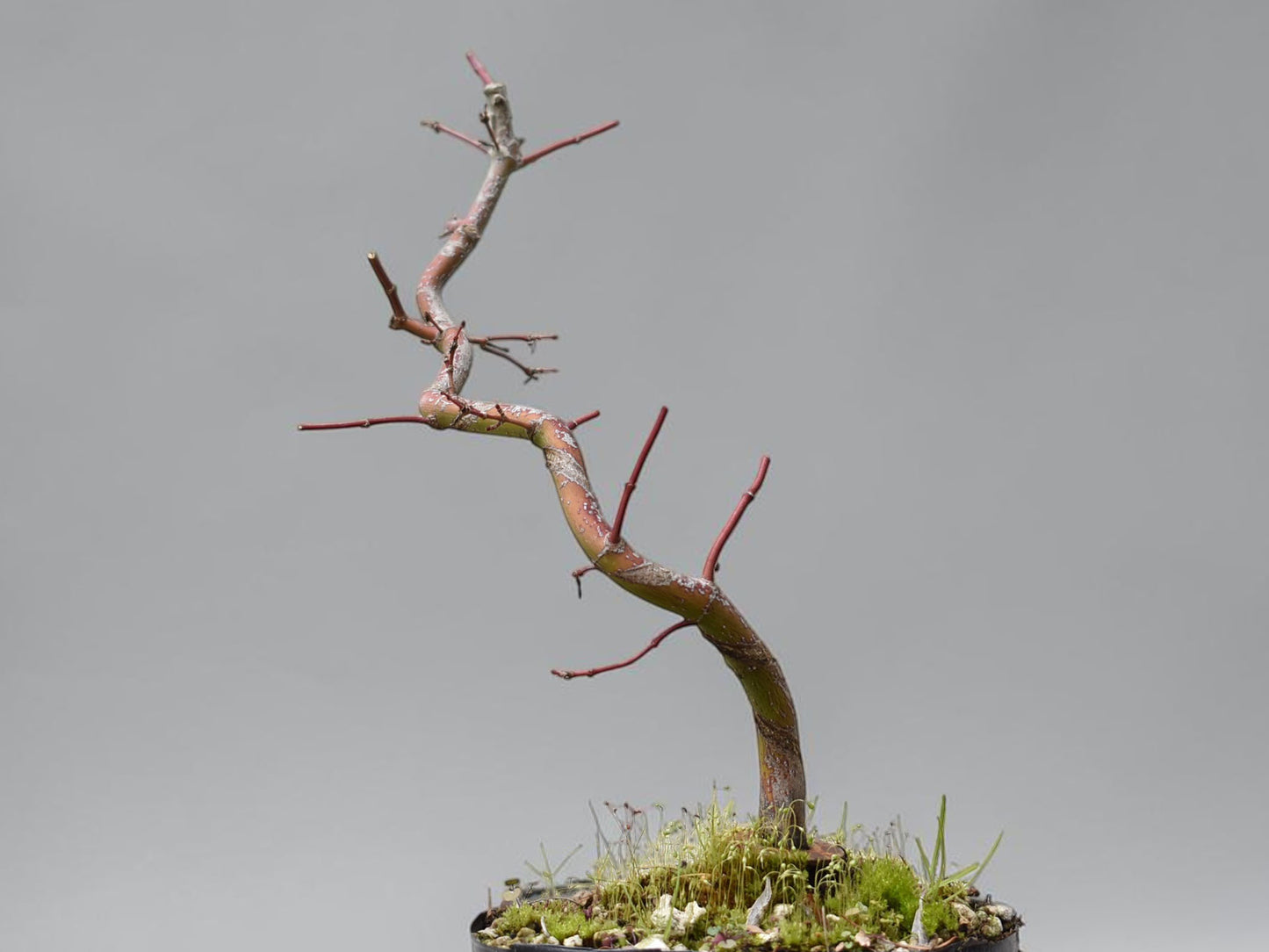 ARCE JAPONES (Acer Palmatum)