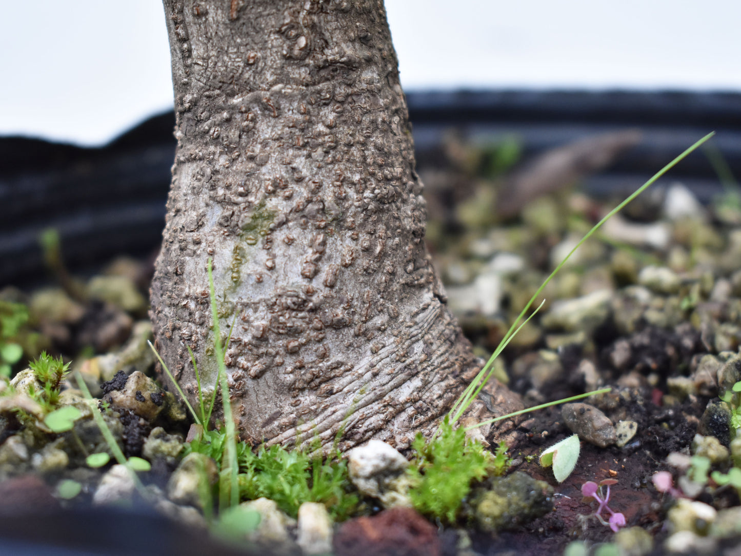 ARCE CAMPESTRE (Acer Campestris)