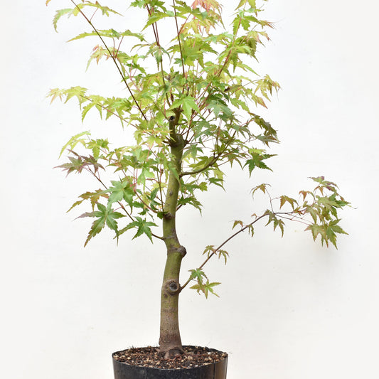 ARCE JAPONES (Acer Palmatum)