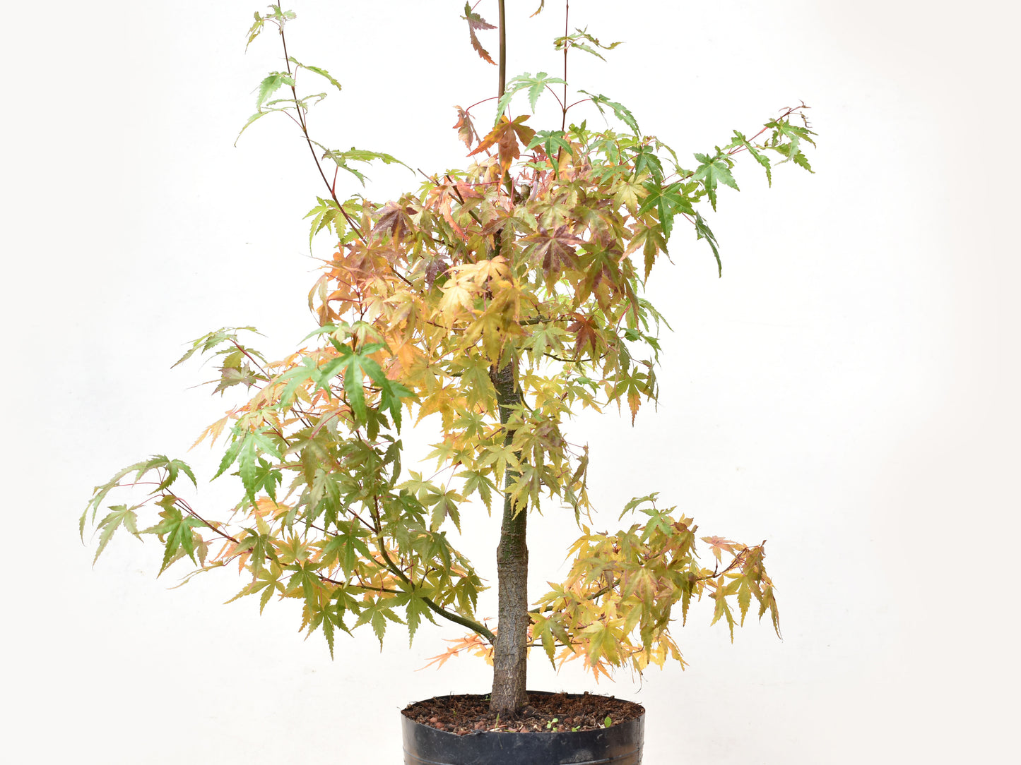 ARCE JAPONES (Acer Palmatum)