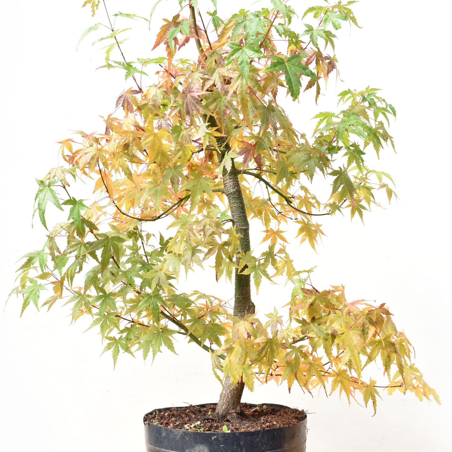 ARCE JAPONES (Acer Palmatum)