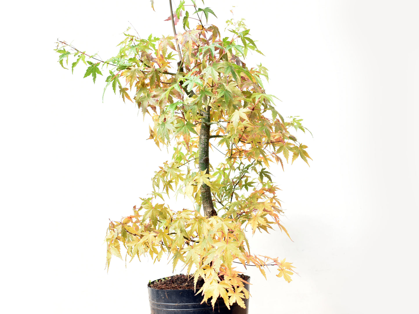 ARCE JAPONES (Acer Palmatum)