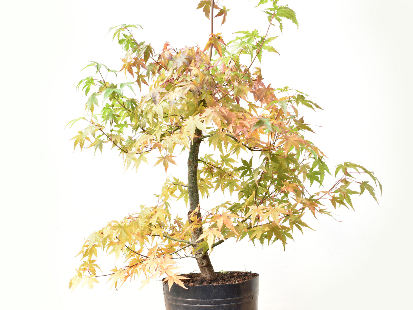 ARCE JAPONES (Acer Palmatum)