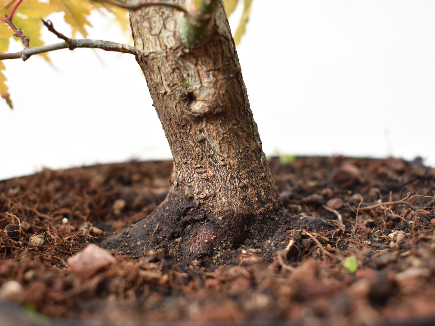 ARCE JAPONES (Acer Palmatum)