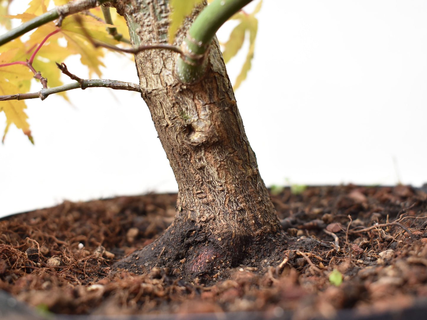 ARCE JAPONES (Acer Palmatum)